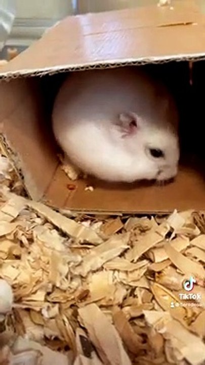 hamster