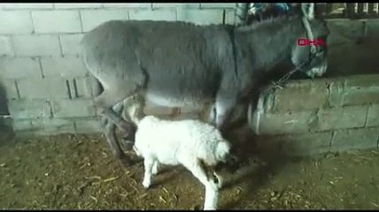 20 günlük kuzu, eşekten süt emiyor