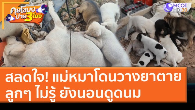 สลดใจ! แม่หมาโดนวางยาตายลูกๆ ไม่รู้ ยังนอนดูดนม (29 ม.ค. 64) คุยโขมงบ่าย 3 โมง | 9 MCOT HD