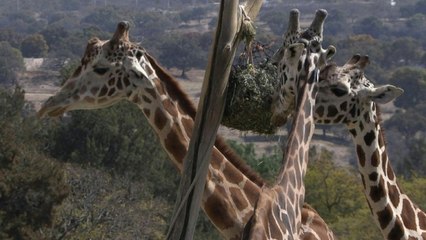 Animal reserve in Mexico sees new births during pandemic