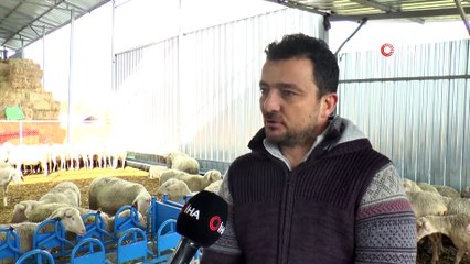 Annesi Sandığı Koyundan Süt Emen Buzağı Görenleri Şaşırtıyor