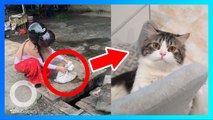 Viral Kisah Penjagalan Kucing di Medan, Dibunuh dan Dijual Dagingnya untuk Dimakan - TomoNews