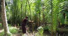 Vietnam food : Cook coconut jam, coconut leaf cakes episode 3 | Mứt dừa, bánh lá dừa cho tết Việt Nam -  tập 3