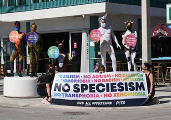 “Poule mouillée” : l'association antispéciste PETA dénonce l'utilisation d'un vocabulaire “oppressif” envers les animaux