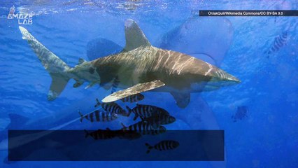 Large Number of Shark Deaths Have Left ‘Gaping Hole’ Ocean Ecosystems