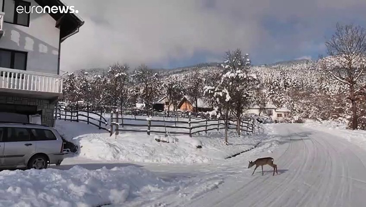 Wenn Bambi immer wieder in die Wohnung kommt