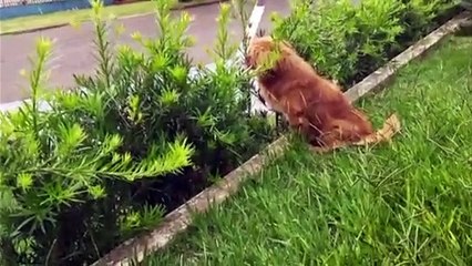 Sargento da PM se comove ao ver que cão não abandonou sua dona mesmo após a morte e mora no cemitério