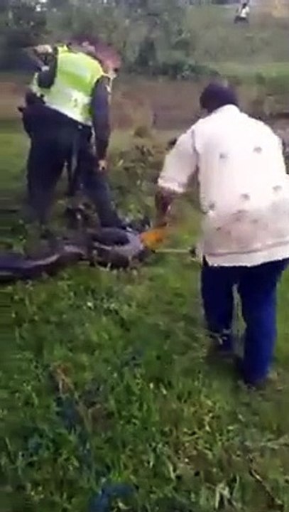 Atrapan a una anaconda de más de 6 metros de largo cerca de un hotel