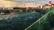فيديو مذهل : أول صوبة سمكية ذكية لتربية أسماك البلطي بمعدات ترشد استهلاك المياه