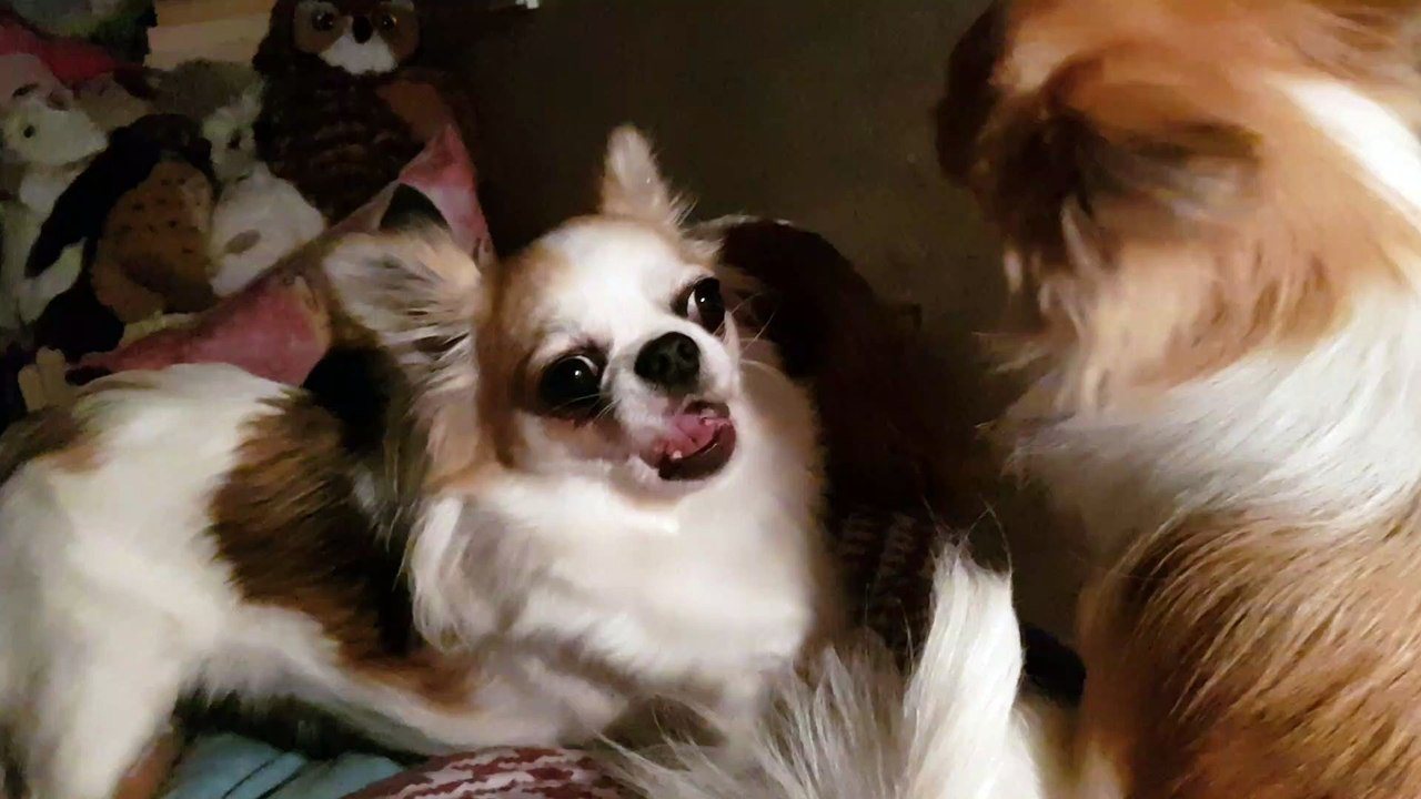 Bonne nuit mes petits chéris