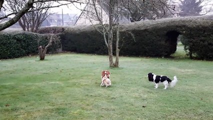 Matin gelé au jardin suite
