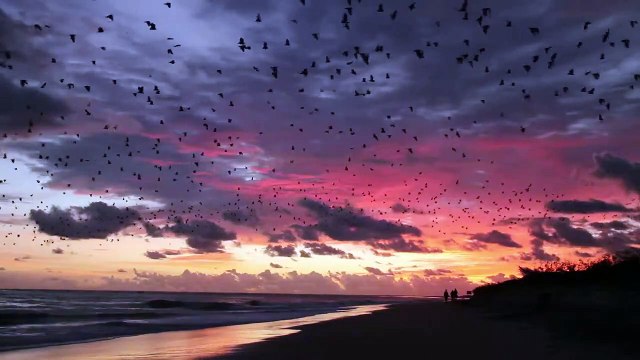 Des milliers de chauves souris géantes envahissent le ciel