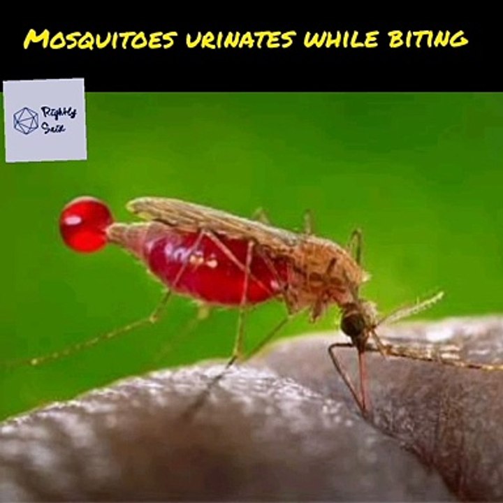 An interesting fact about mosquitoes #shorts #1minvideo #rightlysaid #short_video