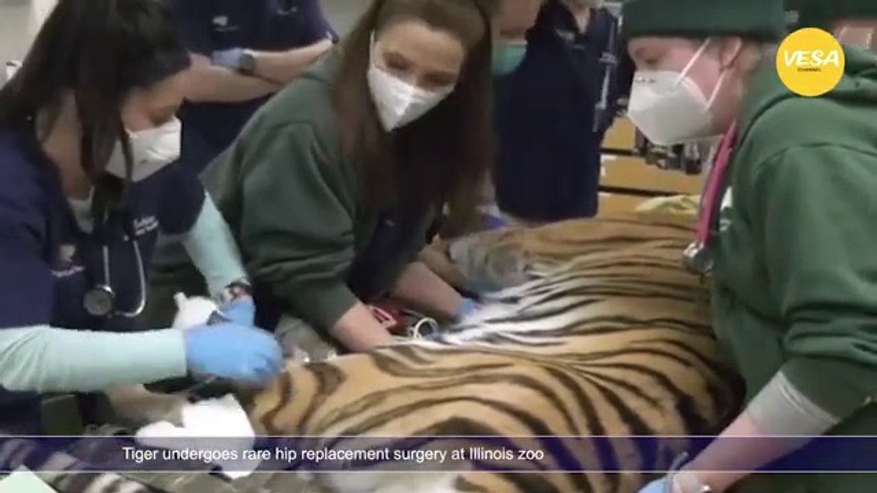 Tiger undergoes rare hip replacement surgery at Illinois zoo