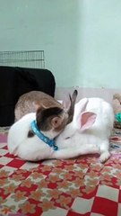 Cat Helps Clean Bunnies