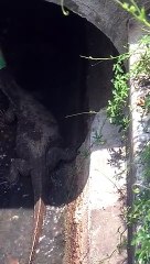 Lizards Head Stuck in a Can