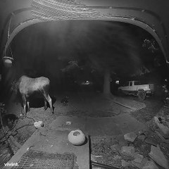 Late Night Moose Gobbles Up Pumpkin