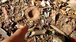 A armadilha da formiga-leão: uma predadora do chão das florestas