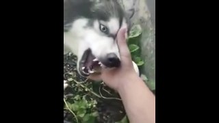 Heavy metal husky dog doing cover with his mouth