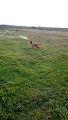 Dog dog Malinois puppies play