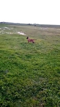 Dog dog Malinois puppies play