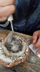 Feed the baby goldfinch