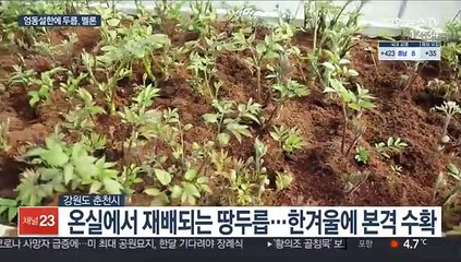 엄동설한에 수확하는 두릅·멜론…계절 잊은 농산물
