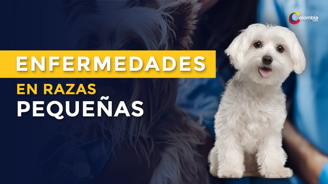 5 enfermedades frecuentes en perros de raza pequeña