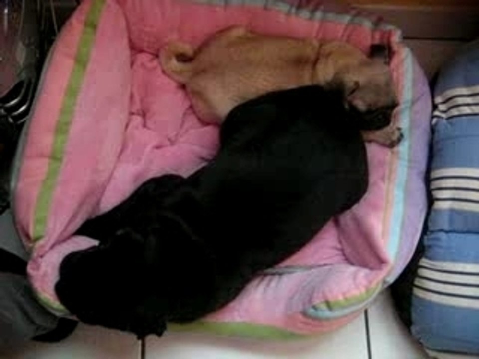 Daisy and Baloo