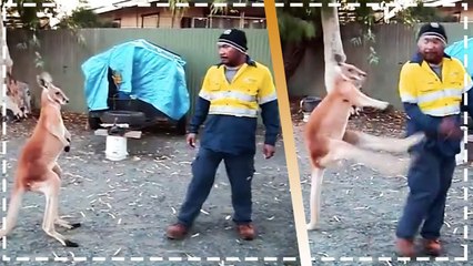 कंगारू को परेशान कर रहा था शख्स, मौका देख जानवर ने लिया बदला.. देखिए कैसे की  धुनाई!