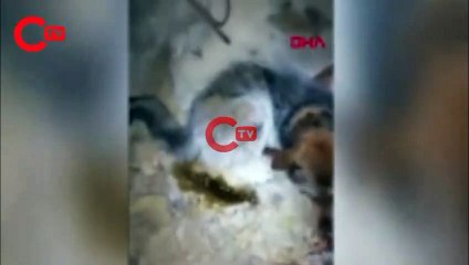 Rusya'da -54 derecede buz tutan köpek böyle kurtarıldı