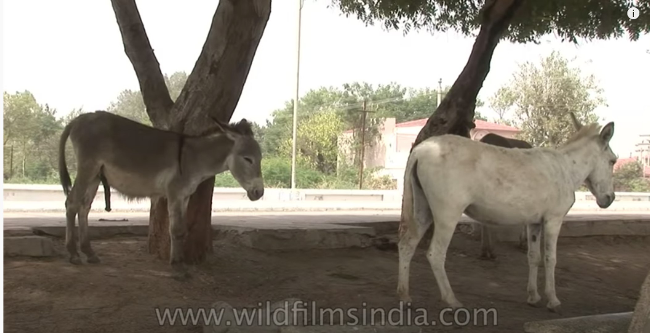 A pair of donkeys on an Indian street - video Dailymotion