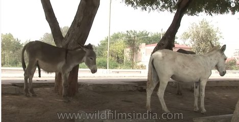 A pair of donkeys on an Indian street