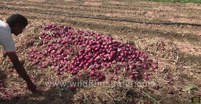 Red Onion harvest in winter _ Onion farm in India _ Farmers cleaning onion at farm, near Lasalgaon
