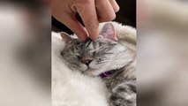 Cat videos droles jamais vue_1611601238