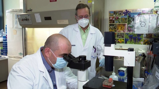 Científicos españoles desarrollan una vacuna con un 100% de efectividad en ratones