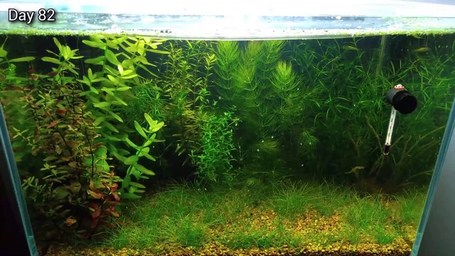 3 Months Update - New Fish (Sparkling Gourami) No filter, No CO2, NO Ferts 5 Gallon Nano Tank