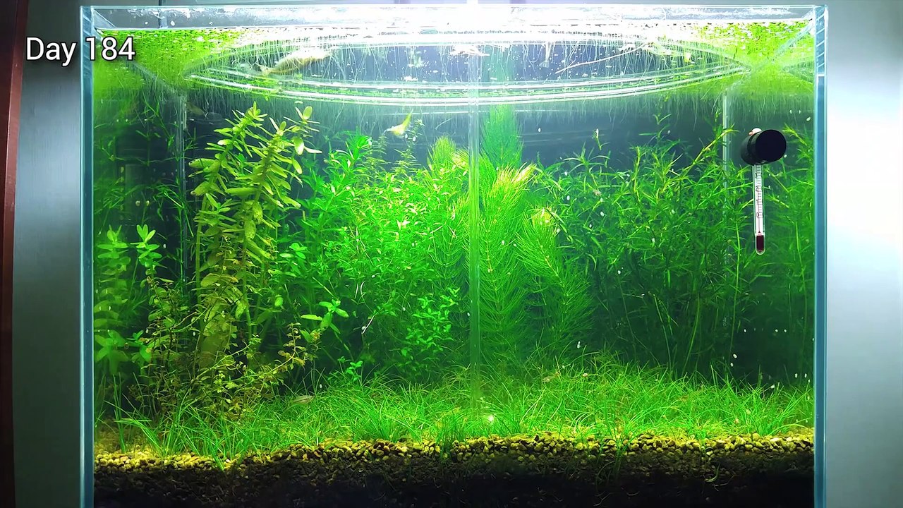 7 Months Update – (Feeding Frenzy) NO filter, NO CO2, NO Ferts 5 Gallon Nano Tank