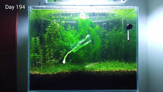 9 Months Update - (Saving Amano Larvae) NO filter, NO CO2, NO Ferts 5 Gallon Nano Tank
