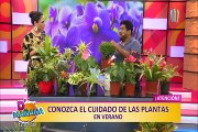 ¿Cómo cuidar tus plantas en verano para mantenerlas sanas y hermosas?