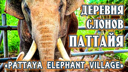 elephant village pattaya