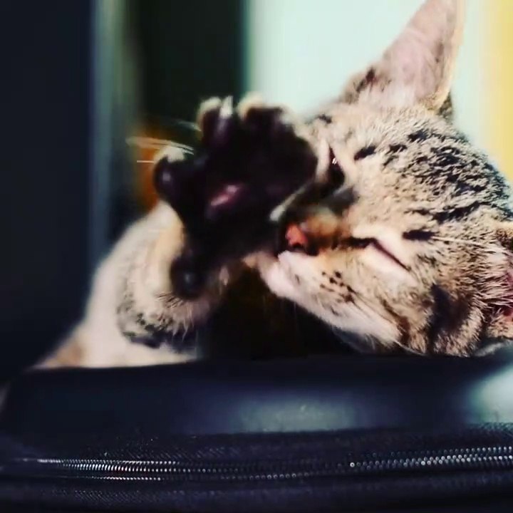 The kitten falls asleep
