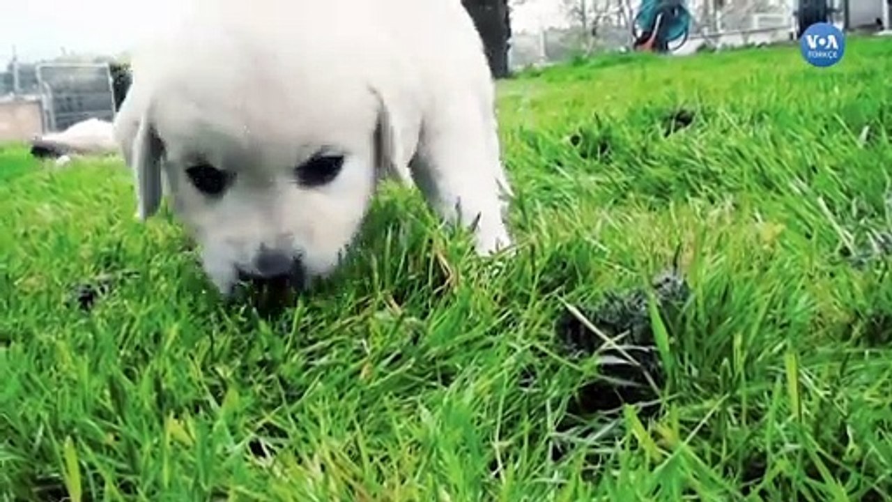 Beyaz Saray’ın Yeni Sakinleri: Major ve Champ