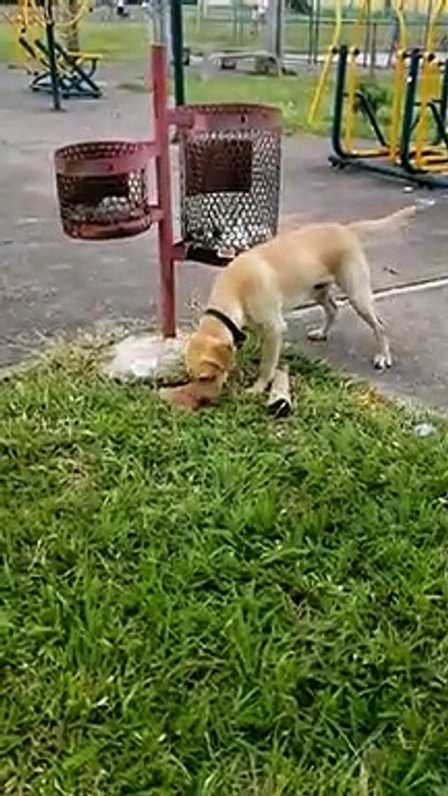 Com apoio de cães, PM prende dois suspeitos de tráfico de drogas