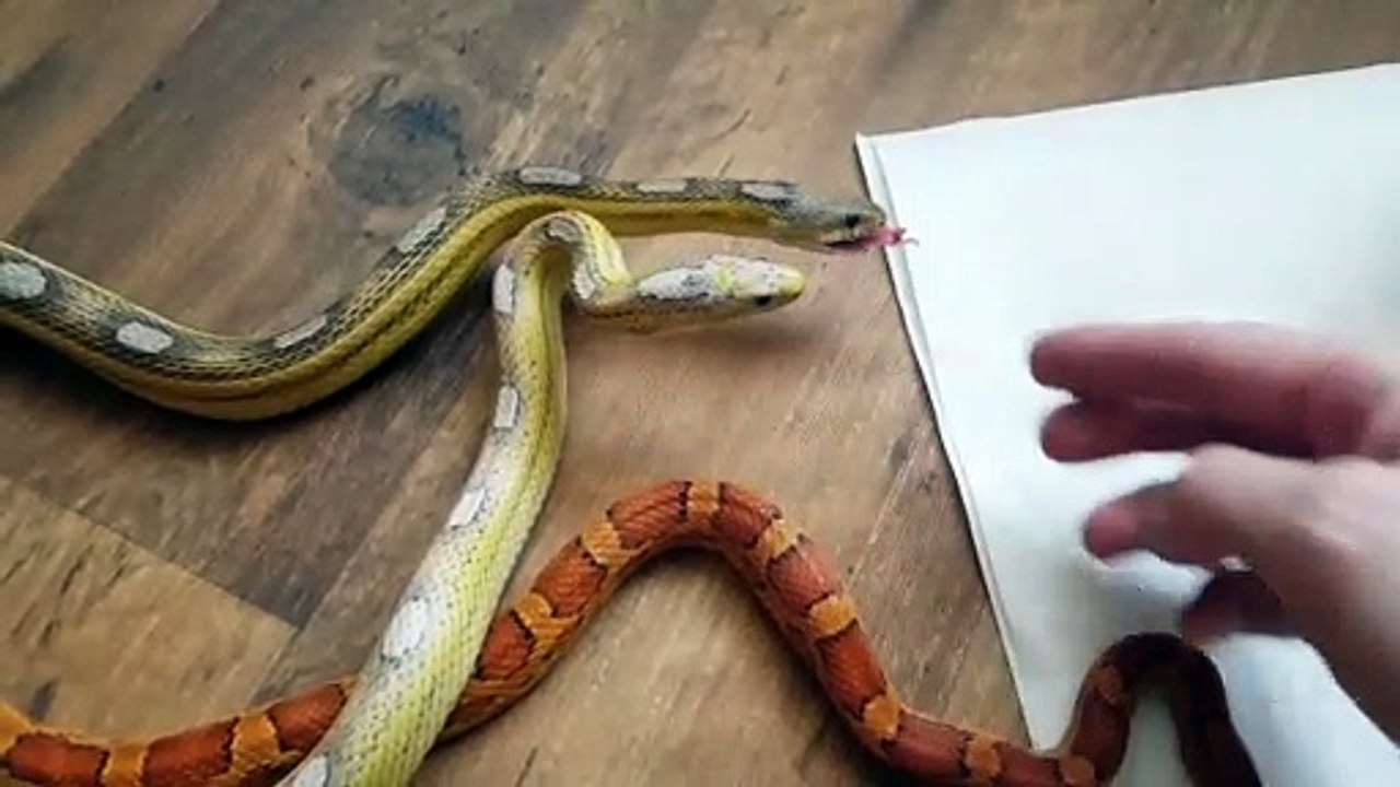 L'heure du repas pour ces 3 serpents adorables