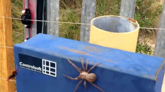 Araignée VS guêpe : devinez qui remporte le combat