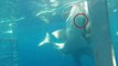 Ce plongeur fait face à 2 grands requins blancs