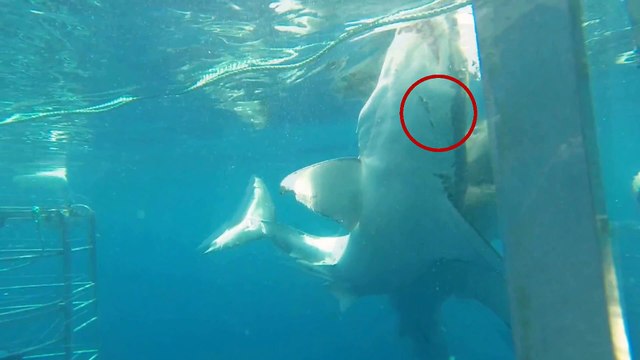 Ce plongeur fait face à 2 grands requins blancs