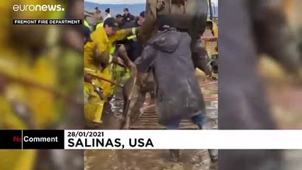 شاهد: إنقاذ حصان ومهر علقا في الوحل لأكثر من 18 ساعة