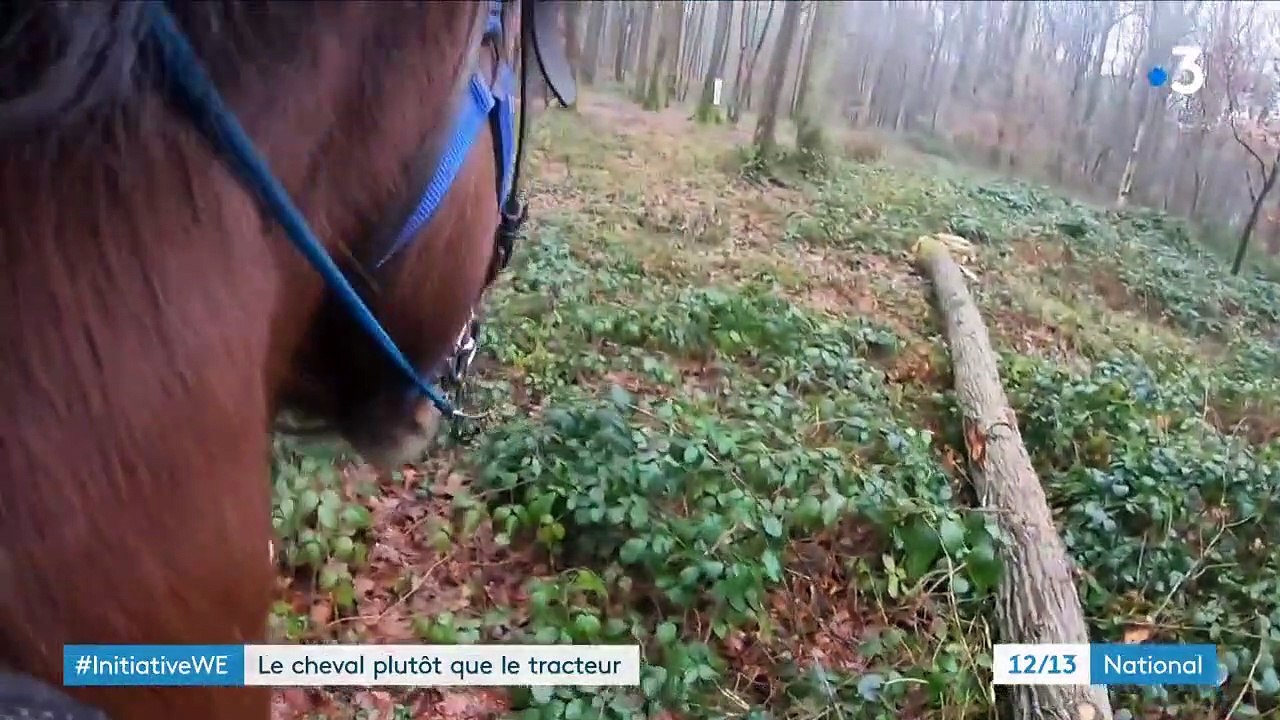 Oise : des chevaux de trait remplacent les tracteurs pour le débardage